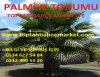 Toptan bahçe marketten satılık palmiye tohumları