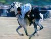 CİRİT EKİBİ ANKARA