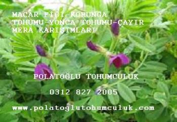 Macar fiği, macar fiği tohumu, macar_fiği_tohumu, macar_fiğ, macar fiği fiyatı, macar fiğ tohumu, macar fiğ tarımı, yonca tohumu, korunga tohumu, mavi ladin tohumu