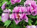 ÇİÇEK TOHUMLARINDA KAMPANYAA