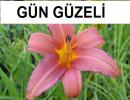 ÇİÇEK TOHUMLARINDA KAMPANYAA