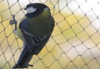 Kuş filesi, kuş ağı, kuştan korunma filesi, kuştan korunma, kuş tülü, kuş kovar, kuş savar, kuş-filesi