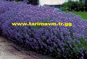 Lavanta Tohumu, lavandula, kekik tohumu, melisa tohumu, oğul otu tohumu, fesleğen tohumu, reyhan tohumu