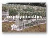 Kuş Filesi,Kuş Ağı,Kuş Önleme Filesi,Kuş Filesi Fiyatları,Kuş Ağı Çeşitleri,Kuş Fileleri,Kuş Önleyici File,Kuş Filesi Montajı,Ağaç Filesi,Ürün Koruma Filesi