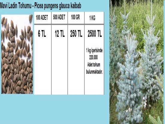 Mavi Ladin Tohumu,Mavi Ladin Tohumu Fiyatları.