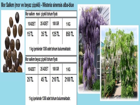 Mor Salkım (Mor Ve Beyaz Çiçekli) Tohumu,Sigara Ağacı Tohumu,Çarkıfelek Çiçeği Tohumu