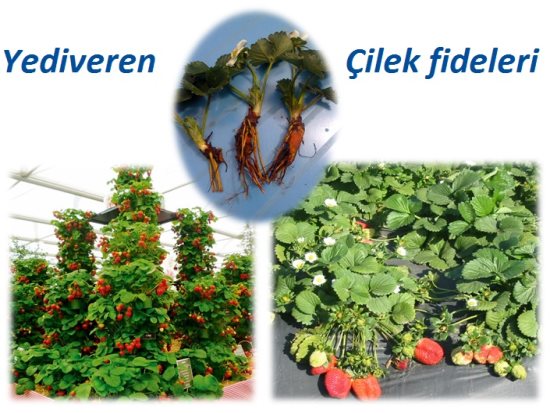 Çilek Fidesi,Çilek Fidesi Satışı,Çilek Fidesi Fiyatları,Yediveren Çilek Fidesi.