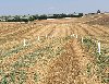SİLİVRİ YENİ ÇANTA MERKEZDE DENİZ MANZARALI ARSA