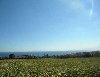 GÖNÜLLER BİR OLSUN DEDİK SİZ 30000TL PEŞİNAT BİZ TAPUYU VERDİK:)